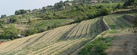 C’è stato forse un solo sangiovese nel corso dell’ultima Chianti Classico Collection che ha fatto gridare al mezzo miracolo, soprattutto perchè arrivato come un fulmine a ciel sereno in un...