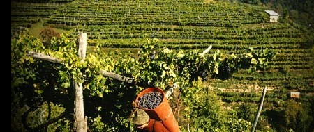 Mostra dei vini del Trentino 14-17 maggio a Trento, andiamo a conoscere il regno di Roberto Anesi! Ideona per un fine settimana al fresco ma non troppo per scoprire una delle regioni vinicole italiane più sottovalutate…E che invece ha da offrire prodotti “esotici” come la Nosiola, come...