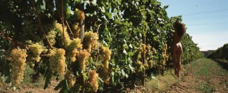 Dopo la piccola ma succulenta anteprima avuta a Verona durante vinitaly (trovate qui tutte le degustazioni e i vini presentati) eccoci quasi arrivati al primo Simposio Internazionale sul Vermentino, un...