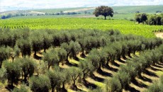 Non solo la grande tradizione aziendale del Chianti Classico di Castelnuovo Berardenga  e a Montalcino (portata avanti con convinzione e pulizia con le etichette storiche come Il Grigio e Poggio...