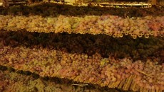 Per la qualità media altissima la DOCG Carmignano e in genere i prodotti enogastronomici della Provincia di Prato meriterebbero quasi uno spazio nella settimana delle Anteprime Toscane di Febbraio ma...