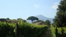 Ci sono momenti in cui lo scrivere di vino ti pare utile e importante per far capire quanto profondo sia il legame del nostro popolo a questa bevanda e altri...