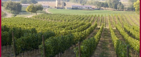 Parlando con Alessandro Brogi è immediatamente chiaro cosa significhi farsi guidare dalle proprie idee, fantasie e persino un filo di pazzia. Nessuno avrebbe infatti puntato qualcosa su produrre vino nel...