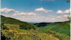 Una serata insieme a cena per scoprire Mannucci Droandi e gli autoctoni del Chianti Classico BArsaglina, Pugnitello, Foglia Tonda e Malvasia Nera, vinificati in purezza per capire cosa danno al...