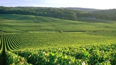 Champagne, Spaghettoni Fabbri al rosmarino e Capocollo di maiale al forno con le mele cotogne, venerdi 3 Dicembre da Burde Consueta serata natalizia con le bollicine transalpine la prossima settimana venerdi 3 dicembre, stavolta 4 RM (piccoli produttori) contro le blasonatissime Perrier Jouet (con il Grand Brut) e Louis Roederer (con...