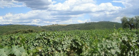 La Maremma del vino e il maialino ai profumi di macchia venerdì 28 gennaio da Burde Quanto vale la Maremma del Vino? Mai come oggi di fronte a tanta abbondanza di proposte e relativa poco successo tra le guide del settore la Maremma enoica sembra ad...