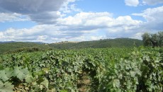 DOC Maremma, meno assurdo di quanto si pensi? Lanciato qualche mese fa, il tema dell’eccellenza e della territorialità della Maremma toscana è passato sotto diversi riflettori inclusi gli eventi Maremma Wine Shire, le gare d’appalto per la comunicazione...