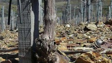 PrimaWine, l’anteprima del vino a Firenze 23 Marzo: ecco Casavyc da Scansano La Maremma è certo la zona di frontiera del vino toscano con realtà nuove che provengono spesso da lontano e che portano in questa terra freschezza di idee e voglia...