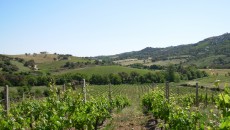 Anche la Sardegna e il Vermentino di Cantina di Gallura a Vino da Star 28 aprile! Pensando all’Estate che si avvicina e ai primi caldi, viene istintivo sognare la Sardegna, le sue coste e i suoi vini! Specialmente il Vermentino di Gallura che ne è il...