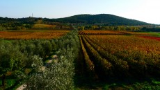 Tanti assaggi in Val di Cornia, molto da scrivere e raccontare. Su Intravino ho riportato tutti i miei assaggi dell´evento a Firenze della settimana scorsa. Qualche sorpresa, qualche conferma e...