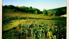 L’epifania dello Champagne | Laherte e la sua musica Parte seconda del lungo (purtroppo per voi, sempre troppo breve per me) viaggio in Champagne, oggi su Intravino potete leggere il racconto della visita e degli assaggi da Laherte Freres...