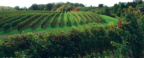 Chianti Rufina e Ontario (Canada) alla scoperta delle eleganze parallele di Sangiovese e Pinot Nero Molto di moda tra gli appassionati, il dibattito sulla somiglianza tra Sangiovese e Pinot nero si arricchisce di un nuovo tentativo ovvero avvicinare i Chianti Rufina (la DOCG più alta...