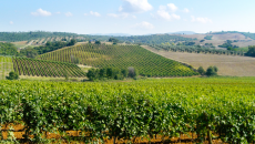 Il vino che verrà è Maremma con Il Ponte da Capalbio il 26 Gennaio al God Save The Wine A Capalbio, nel cuore della Maremma, nasce nel 1988 una piccola azienda agricola a gestione familiare che sceglie come nome “Il Ponte” inizialmente come fuga vacanziera al casale del podere...