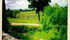 Non si può ormai più parlare di Sicilia senza rammentare Arianna Occhipinti e i vini che produce a Vittoria nella zona storica del Cerasuolo di Vittoria. Non si può perchè forse...