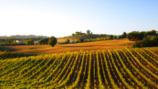 Dal 1997 Il Grillesino è il cuore della Compagnia del Vino, realtà distributiva fiorentina tra le più note e capaci in Italia di lavorare su prodotti che raccontano molto del...