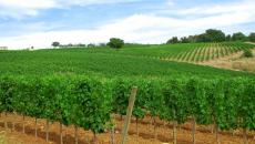 Dalla Maremma ad Arezzo passando per il Pugnitello, ecco Roccapesta allo stand God save The Wine al Tu-Wi dal 20 al 22 Ottobre Bella e romantica la storia di Alberto Tanzini che da Brescia con un lavoro a Milano decide di puntare sulla Maremma per dedicarsi con passione alla viticoltura. Siamo a Macereto,...