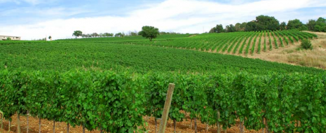Dalla Maremma ad Arezzo passando per il Pugnitello, ecco Roccapesta allo stand God save The Wine al Tu-Wi dal 20 al 22 Ottobre Bella e romantica la storia di Alberto Tanzini che da Brescia con un lavoro a Milano decide di puntare sulla Maremma per dedicarsi con passione alla viticoltura. Siamo a Macereto,...