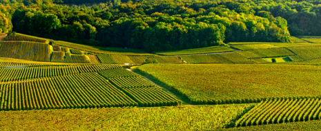 Champagne Mailly Grand Cru sui Lungarni a Firenze per God Save The Wine Tre Parole per dirlo, 18 Ottobre Palazzo Capponi Un incredibile mosaico da 480 diverse parcelle di vigneto tutte all’interno della Montagna di Reims, 70 ettari coltivati da tanti coltivatori votati alla qualità, un esempio quasi unico di cooperazione...