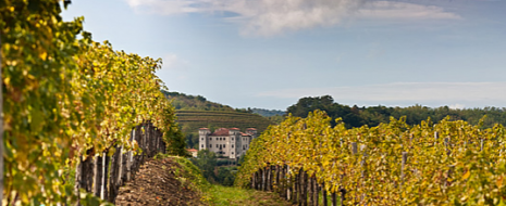Un escursus straordinario e unico in Slovenia, quattro piccole grandi realtà da conoscere tutti riunite per la prima volta al nostro festival, per un autunno diverso e per conoscere vignaioli...