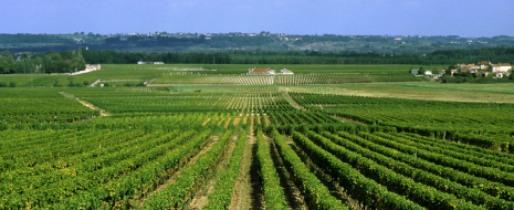 Bordeaux a Firenze per God Save the Great Wine Capitals! Martedì 6 novembre all’Hotel Bernini Difficile presentare una città e una nazione che ancora oggi significano “vino” in tutto il mondo e che continua a dimostrare vitalità e capacità di conquistare ogni mercato che si...