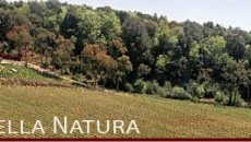 Caiarossa e la biodinamica toscana a God Save the Vinitaly martedì 9 aprile a Verona Hotel Due Torri Siamo a Riparbella in provincia di Pisa, nell’immediato entroterra di Rosignano e vicino alla costa con il mare che fa sentire le sue influenze nel terreno e nell’aria. Al contempo...