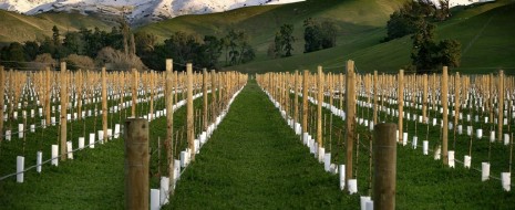 Le due isole del nuovissimo mondo enologico rappresentano una novità nel panorama vinicolo mondiale (i primi vigneti risalgono a 200 anni fa ma solo dagli anni ‘70 la produzione si...