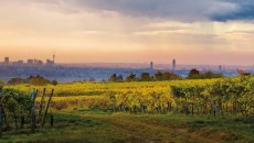 L’Austria al Merano Wine Festival: approfittatene, Christian Bauer vi aspetta Non è facile trovare il tempo di fare un mega giro dell’Austria vitivinicola come quello che ho avuto modo di fare io a Vienna ma in piccolo potrete recuperare a...