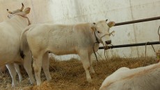 Domenica passata insieme agli allevatori di Calvana e chi la carne la lavora da sempre: i Mannori. Come cuoco trovo stupendo vedere e poter controllare tutto ciò che poi servo...