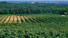 Domenica 21 Aprile a Castagneto Carducci…grandi Rossi di Bolgheri in degustazione, per esempio un 100/100 lo avete mai assaggiato? Siete tutti invitati domenica prossima al mare, o comunque molto vicino!, per assaggiare alle ore 16 a Castagneto Carducci nella classica Sala dei Mulini una selezione sontuosa di grandi rossi Bolgheri....