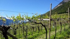 Il grande Gewurztraminer orizzontale e in verticale da Termeno (e video bonus) Quasi una rivelazione i due giorni e due notti passate a Termeno per conto di EOS ad assaggiare, discutere e visitare il mondo di questo vitigno odoroso capace di spaccare...