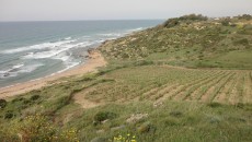 Sicilia en Primeur 2013 , tutti i miei assaggi Uscito finalmente su Intravino anche il terzo e ultimo capitolo dei miei assaggi in Sicilia durante Sicilia En Primeur. Una serie di vini illuminanti, a tratti emozionanti e comunque ben...