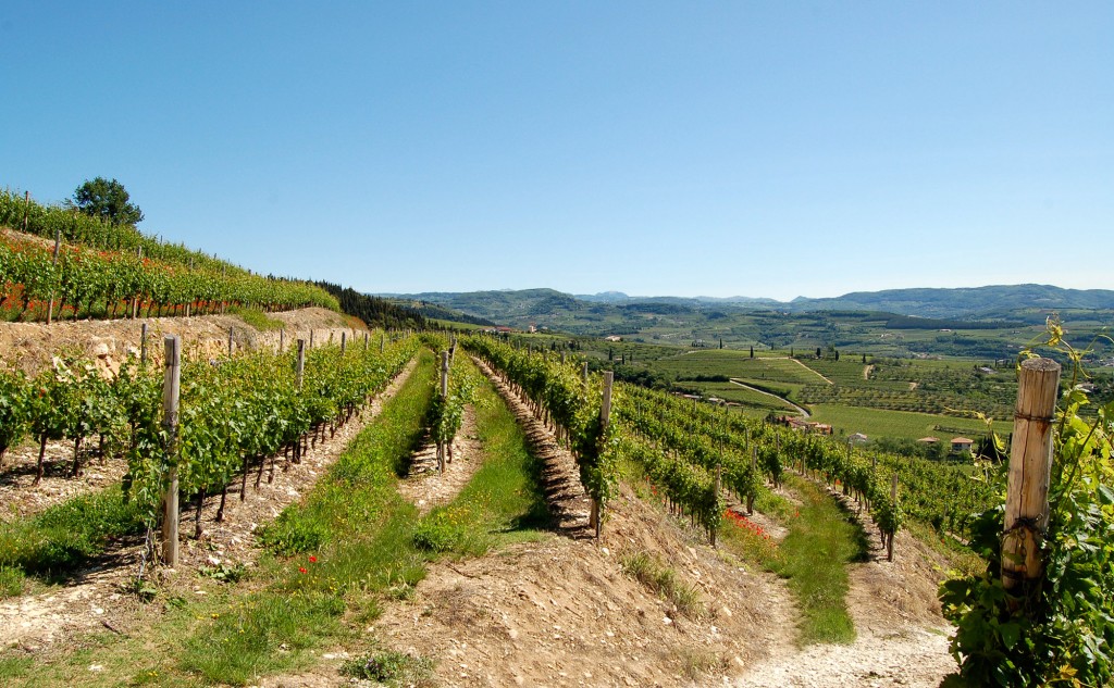 TOMMASI Conca d'Oro 2