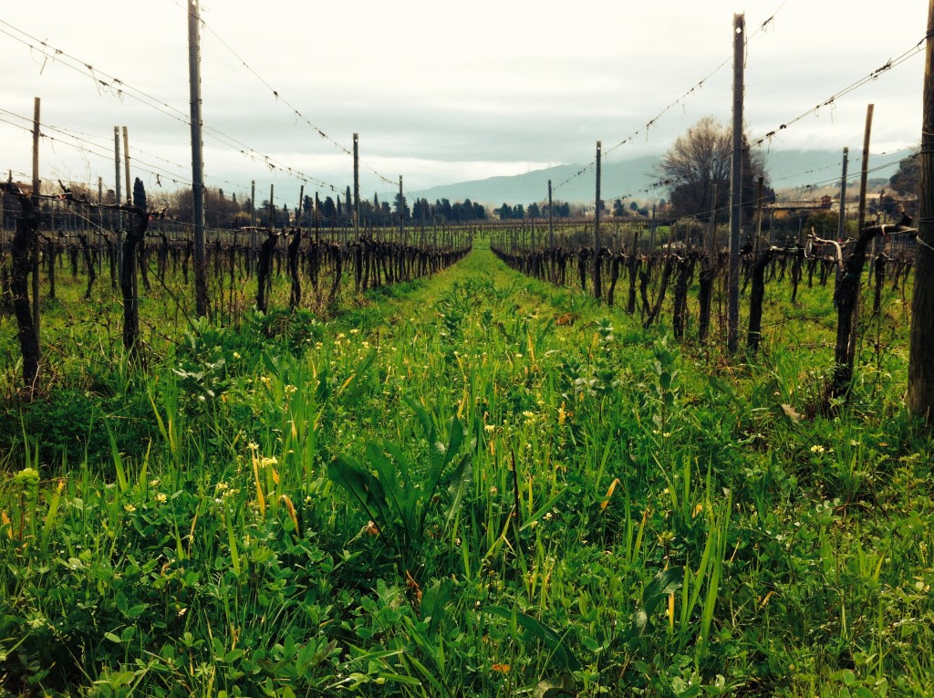 vigneto sardi giustiniani