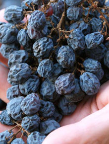 Giovedì 8 Ottobre Amarone Brunello allo Starhotels Michelangelo!