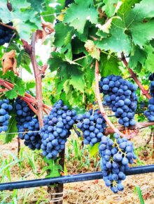 La vera storia del Pugnitello