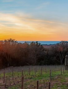 Venerdì 20 Marzo Tenuta Fratini, il nuovo volto di Bolgheri